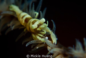 CAPSULE EYES
Wired coral shrimp
Tulamben Bali by Mickle Huang 